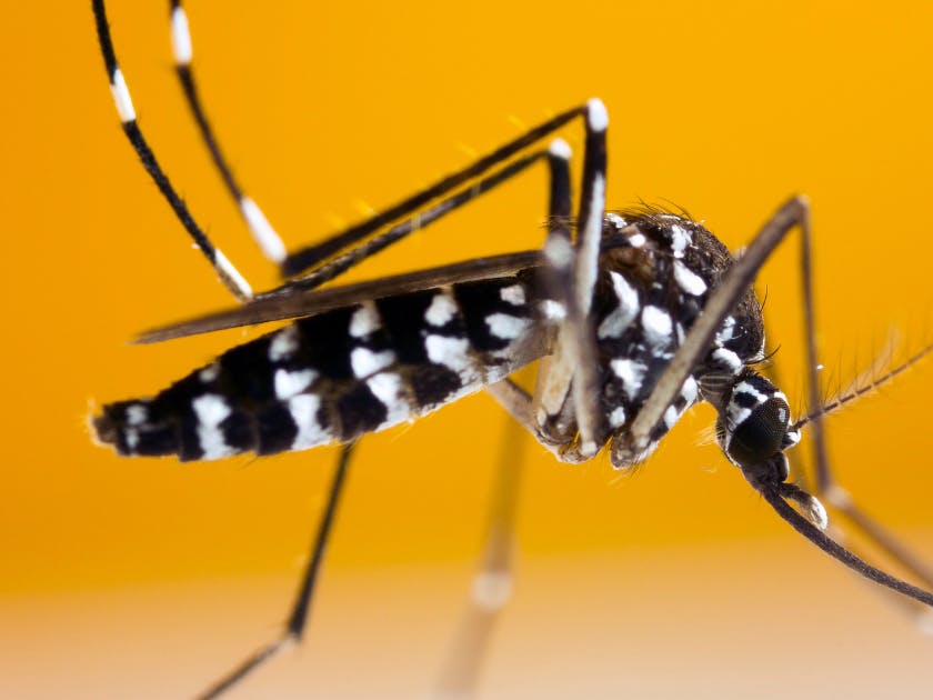 Enquête : méthode de lutte écologique et innovante contre le moustique tigre