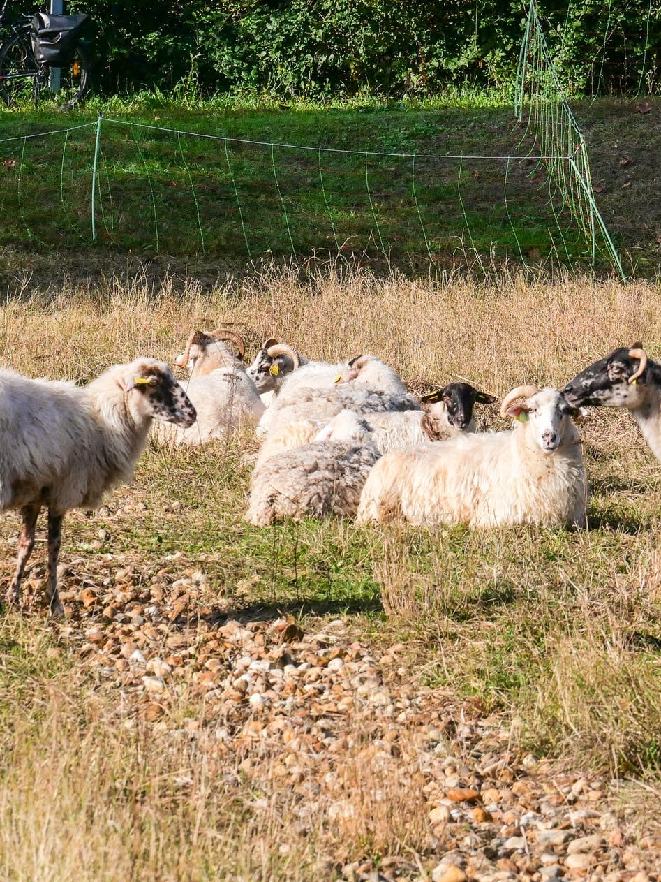 A la découverte des moutons