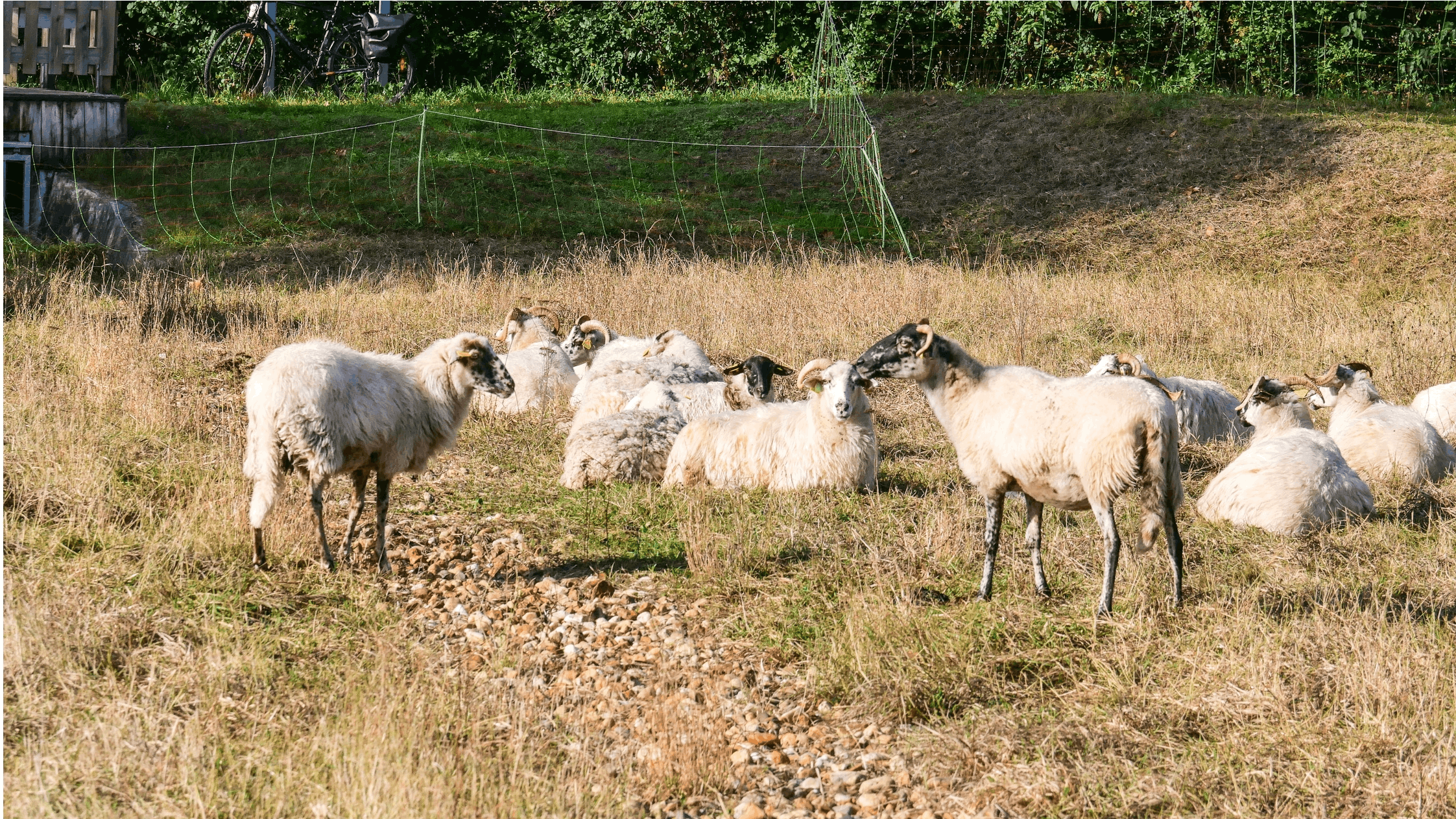 A la découverte des moutons