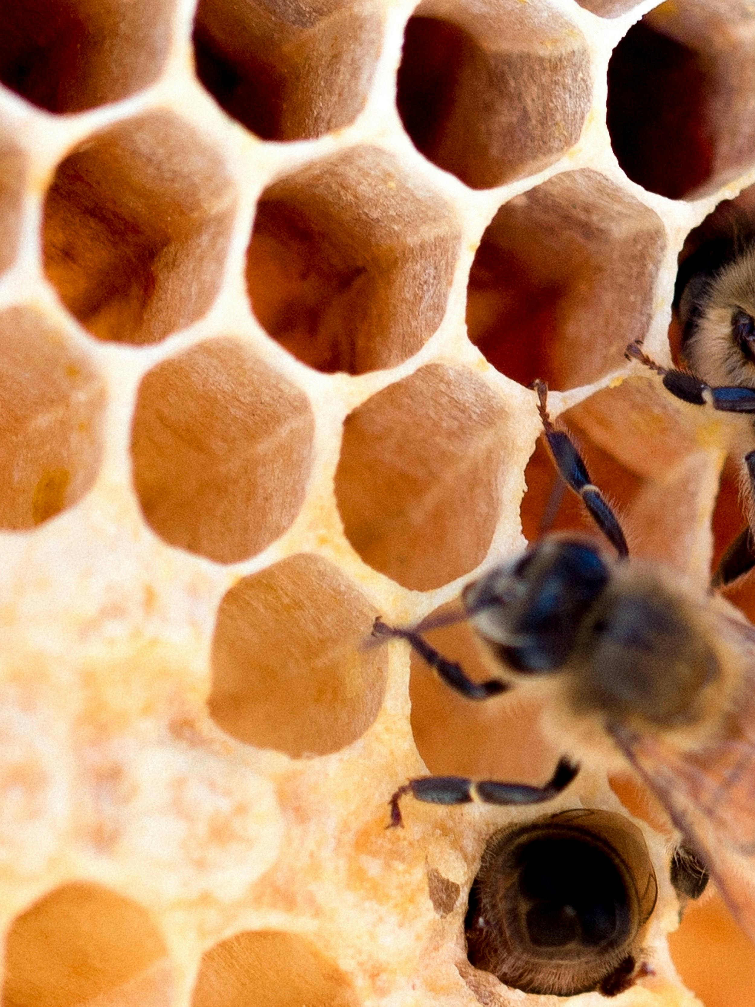 Visite d’un rucher et de sa miellerie