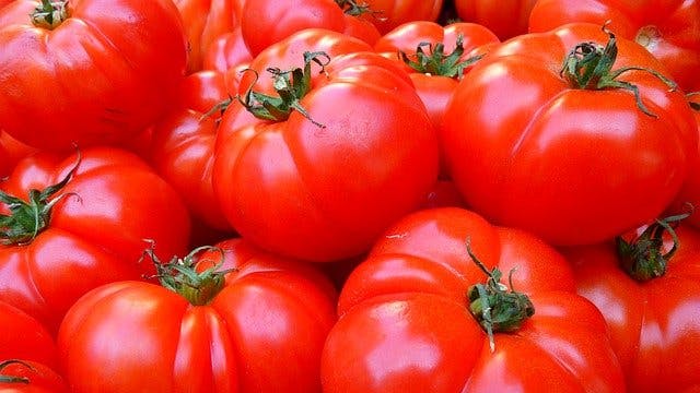 Atelier de plantation de tomates